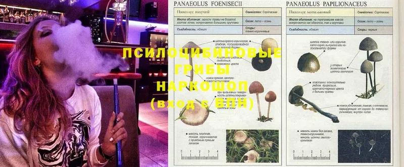 Галлюциногенные грибы Psilocybe  наркотики  Зерноград 